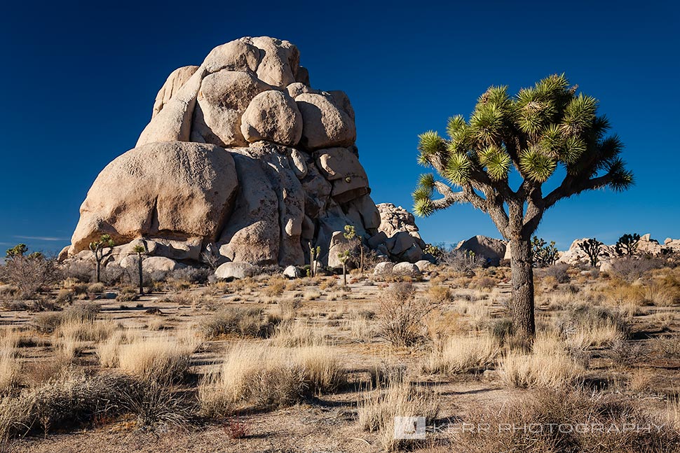 Joshua Tree