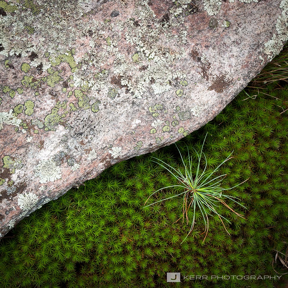 Pine Seedling