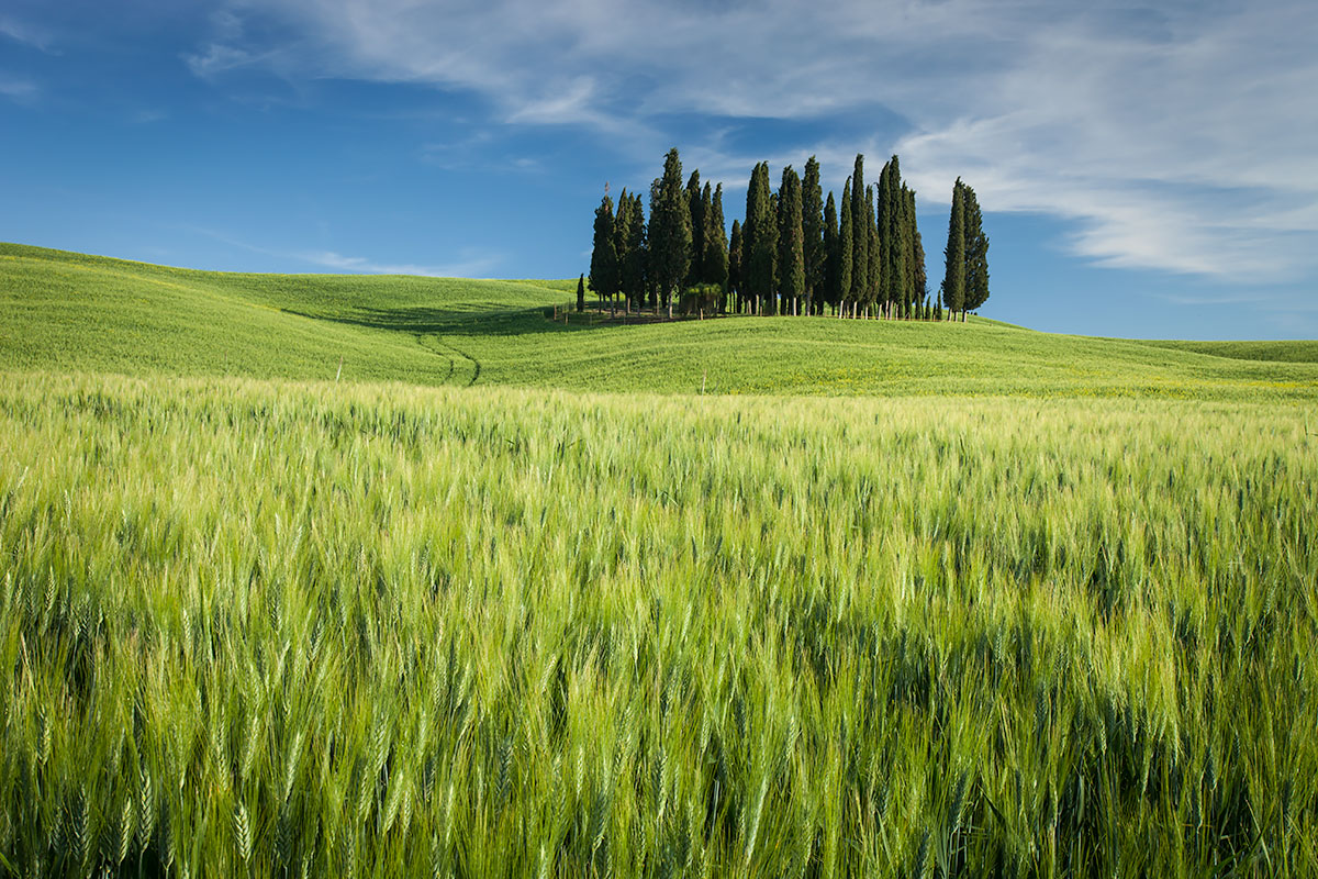 Stand of Cypress Trees