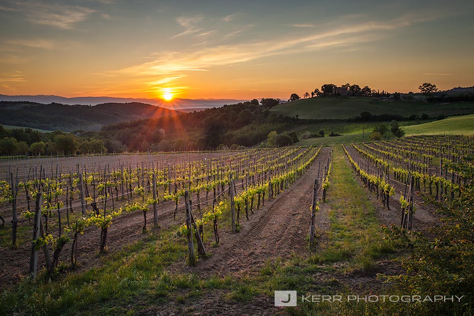 Tuscan Vineyard at Sunrise