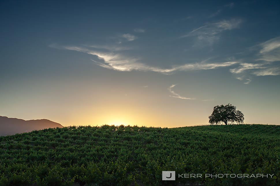 Vineyard and Lone Tree