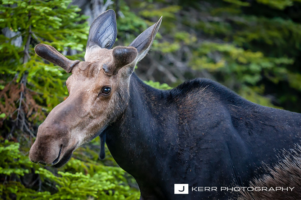 >Bull Moose