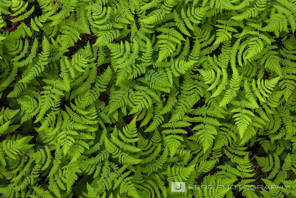 Ferns