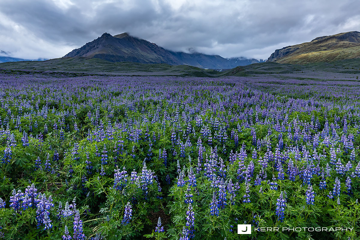 Lupines and Mountains