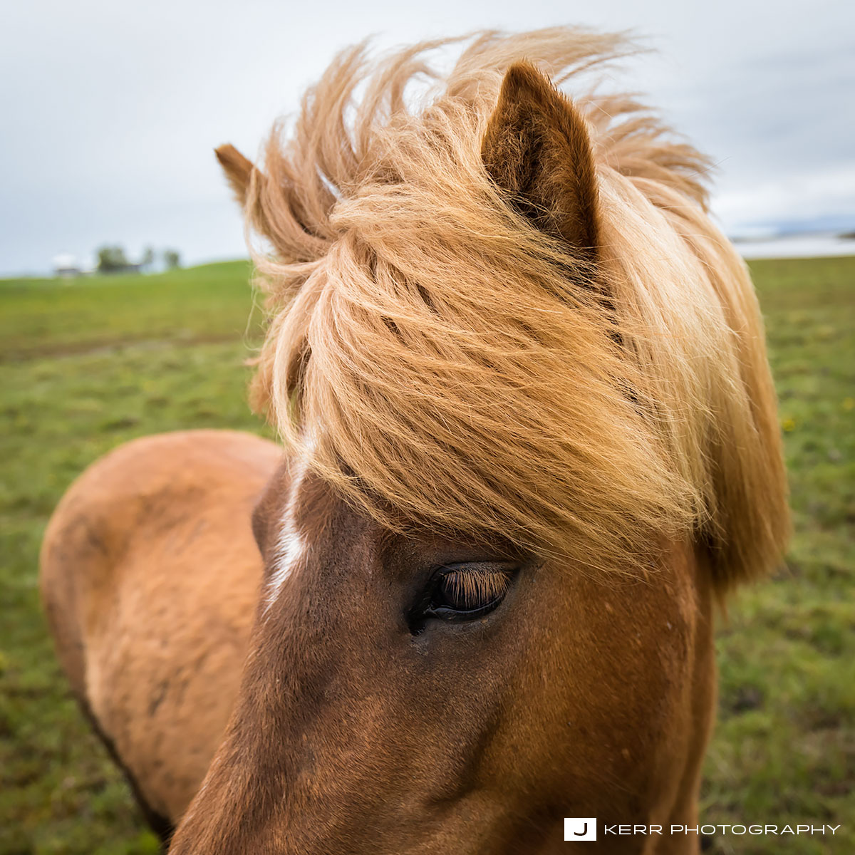 Icelandic Horse