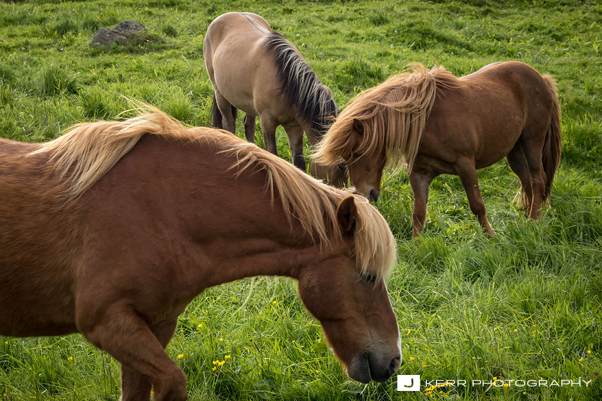 Three Horses