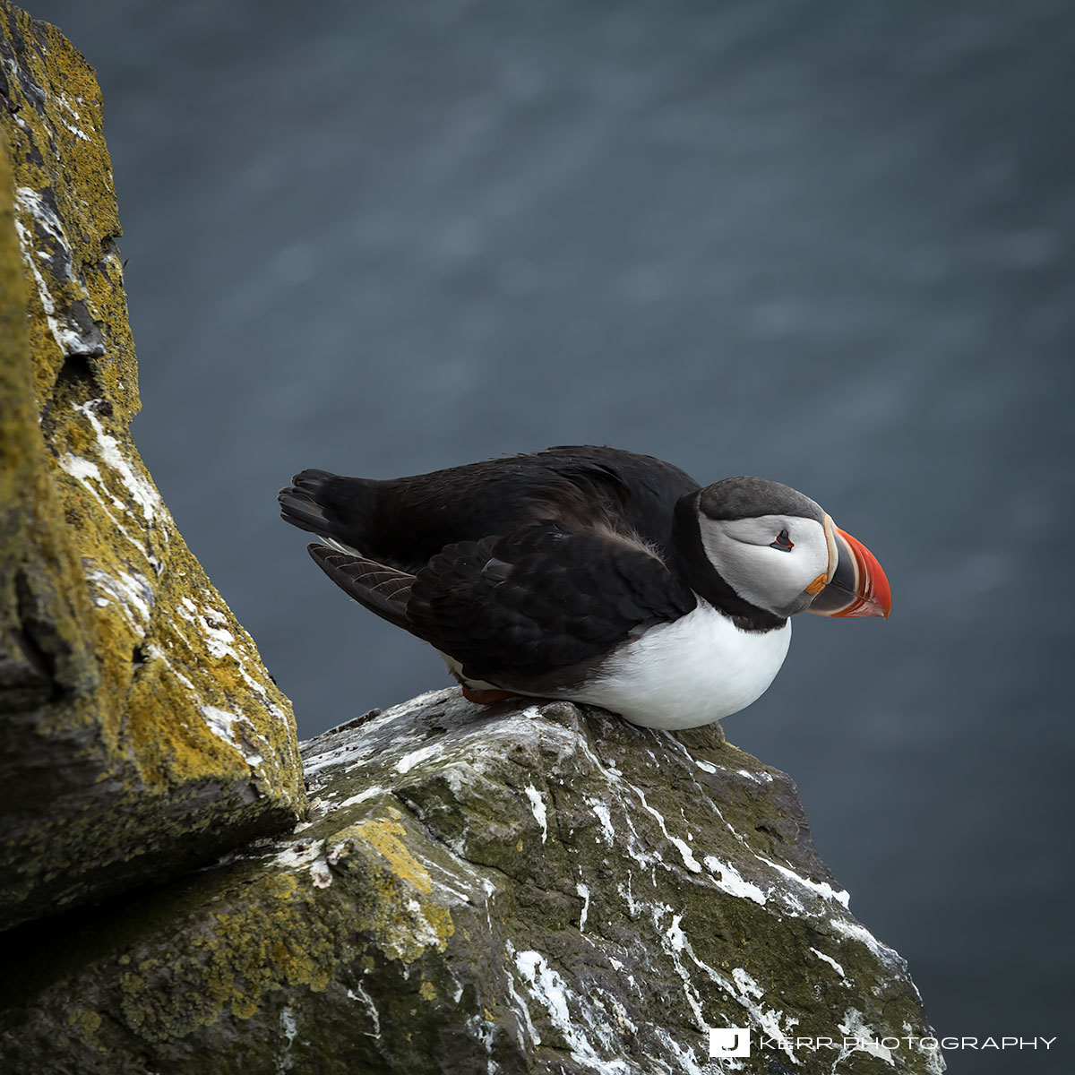 Puffin