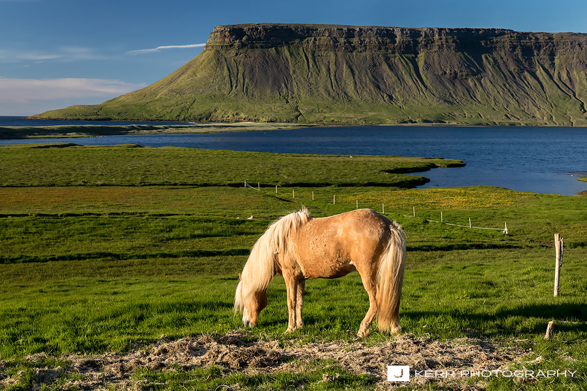 Horse at Sunset