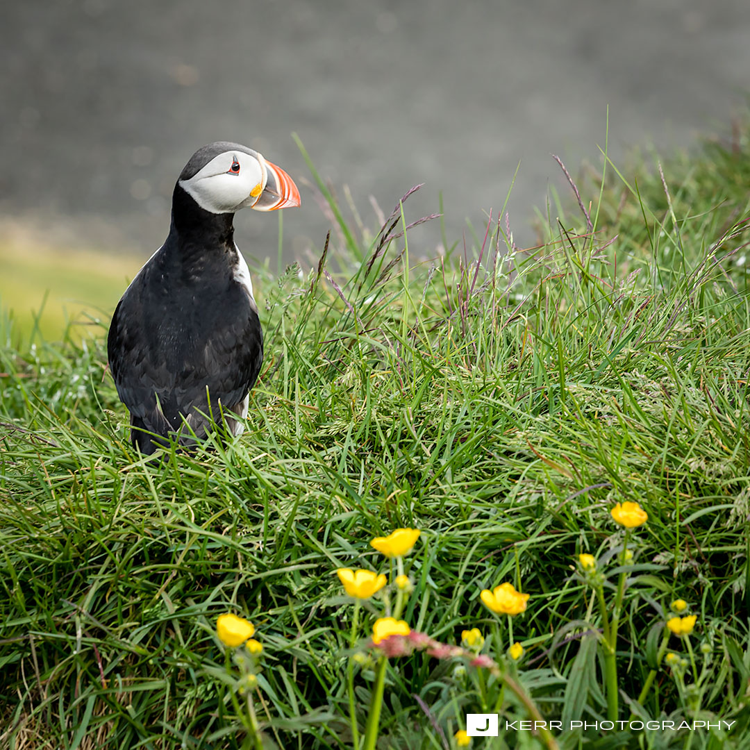 Puffin in Eastern Iceland.