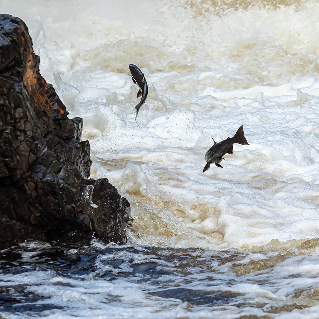 closeup photo of two Coho salmon jumping out of the water at Batchawana Falls