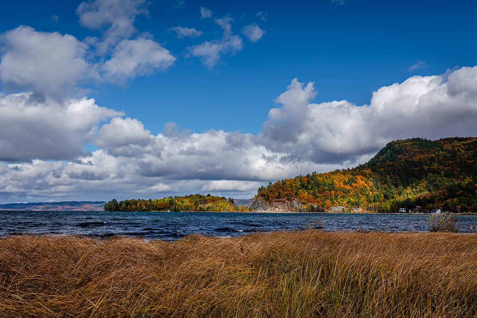 Grasses at Havilland Bay with fall colour