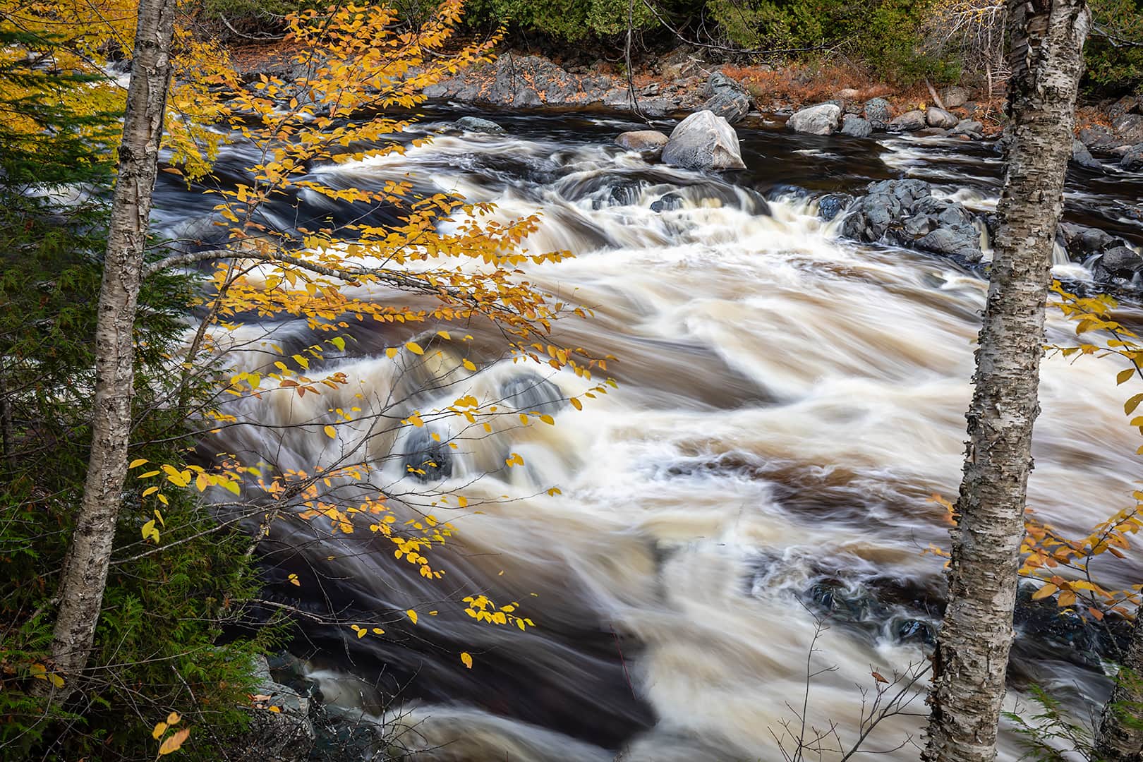 autum colour, yellow leaves, rapids above the falls on the Batchawana River