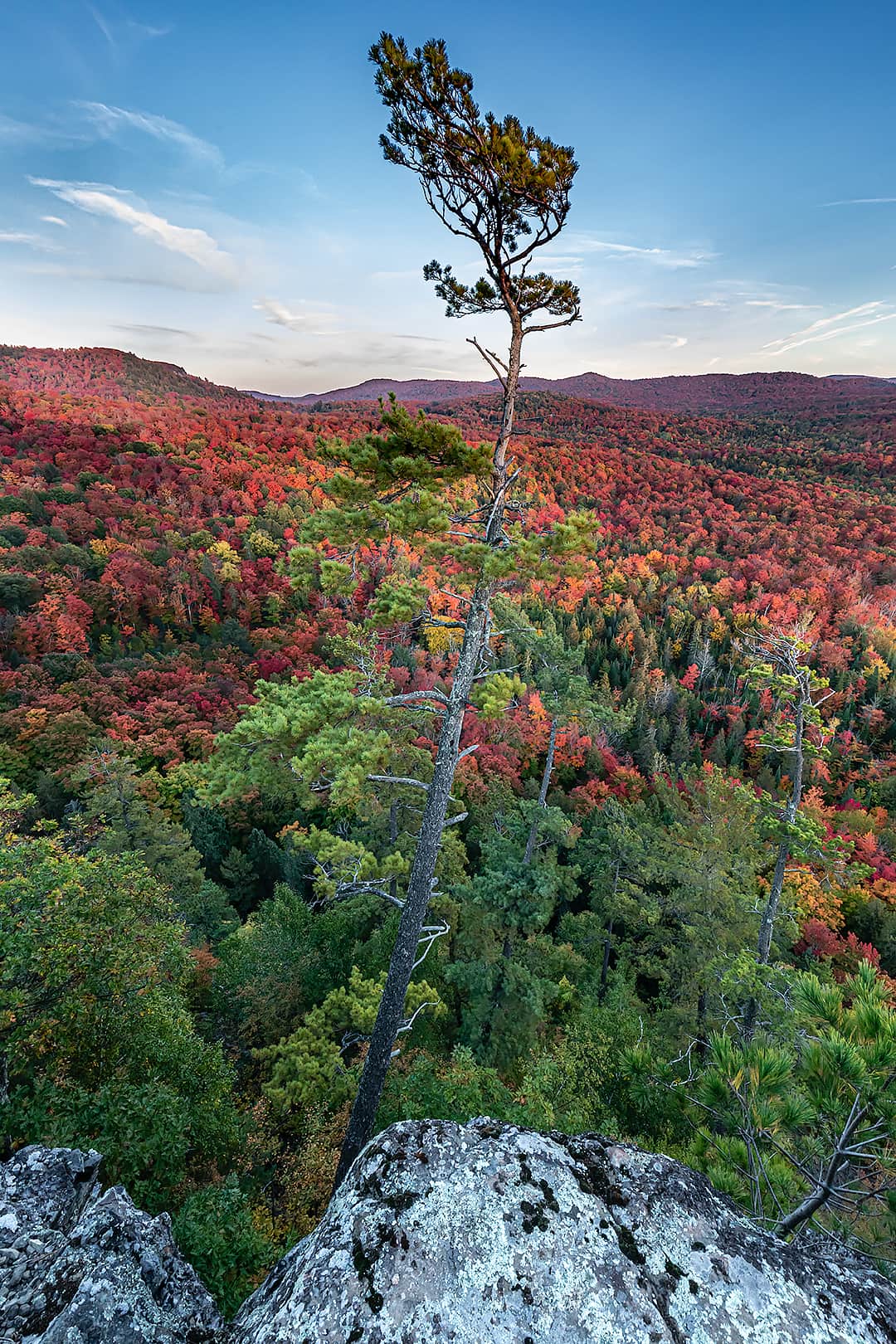 line pine tree with view of autum valley below