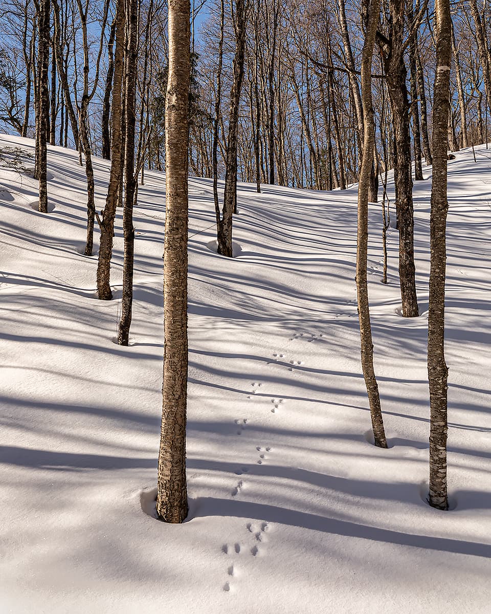 Yellow birch and a trail of snowshoe hare tracks in the Algoma Highlands.