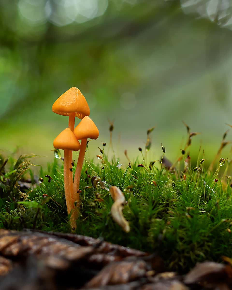 3 bright coloured mushrooms on moss