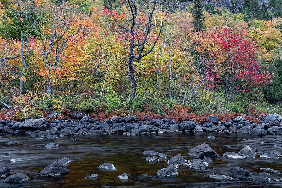 changing leaves along the riverbank in autumn