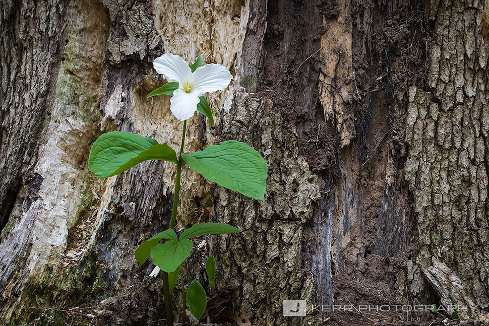 Trillium and Tree Trunk